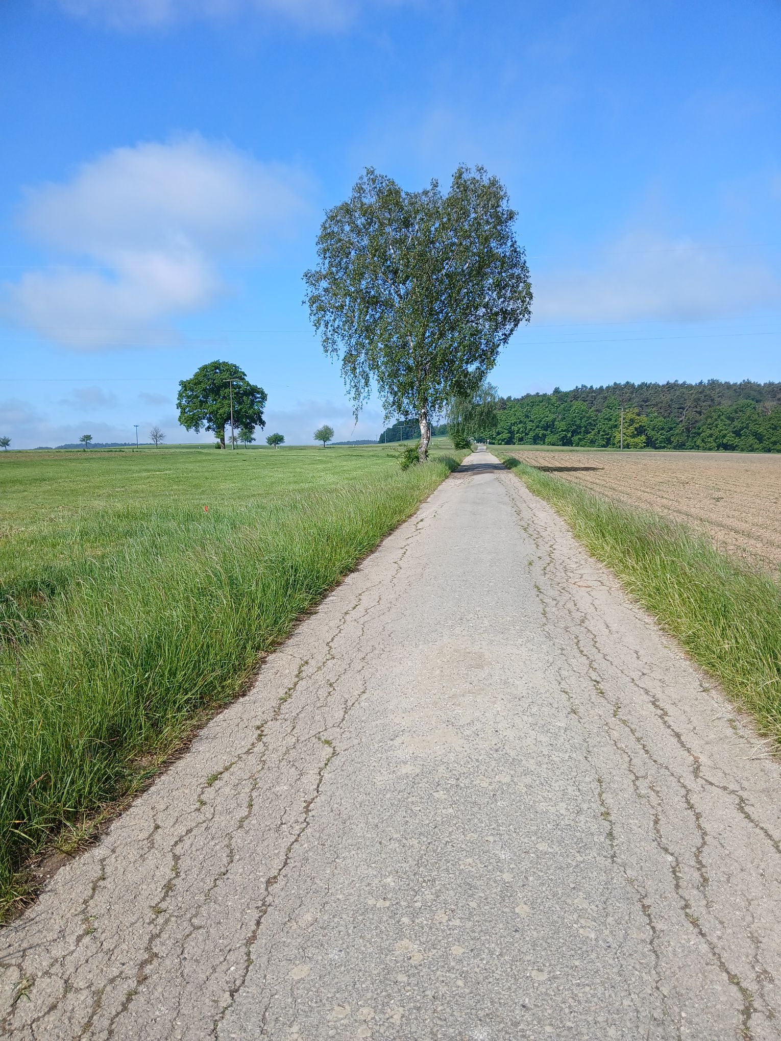 Herzbirke
