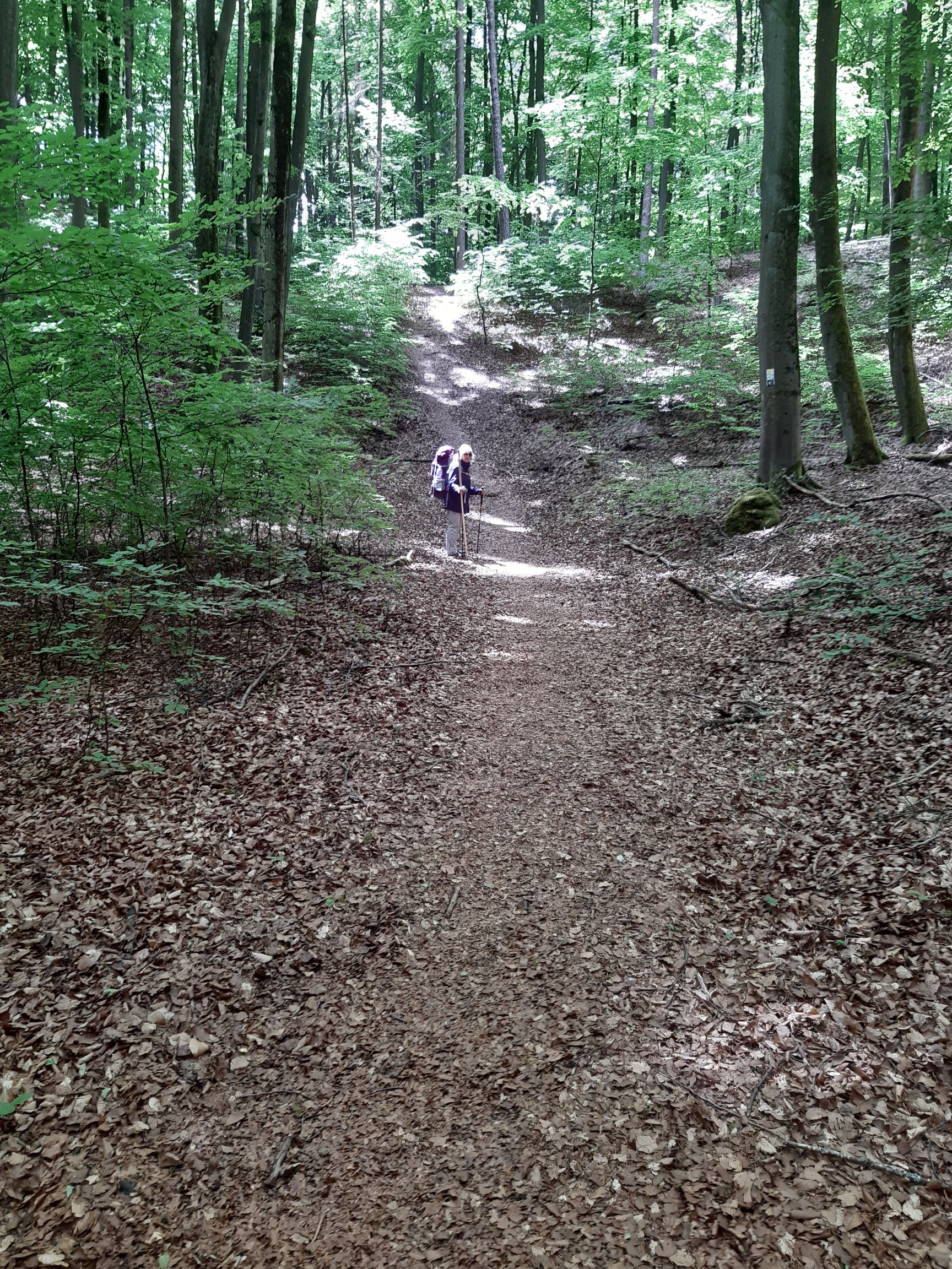 Buchenwald