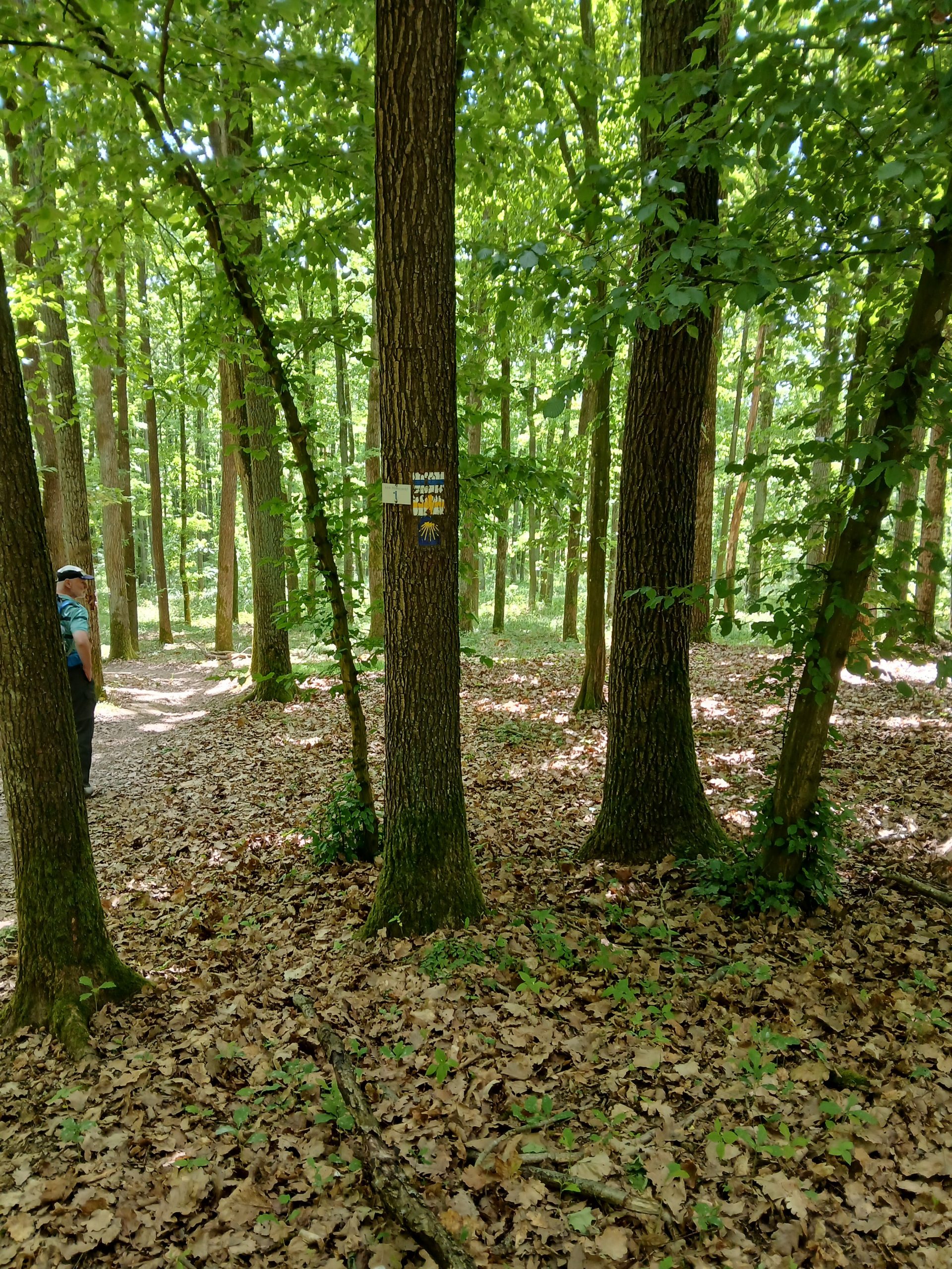 Waldweg