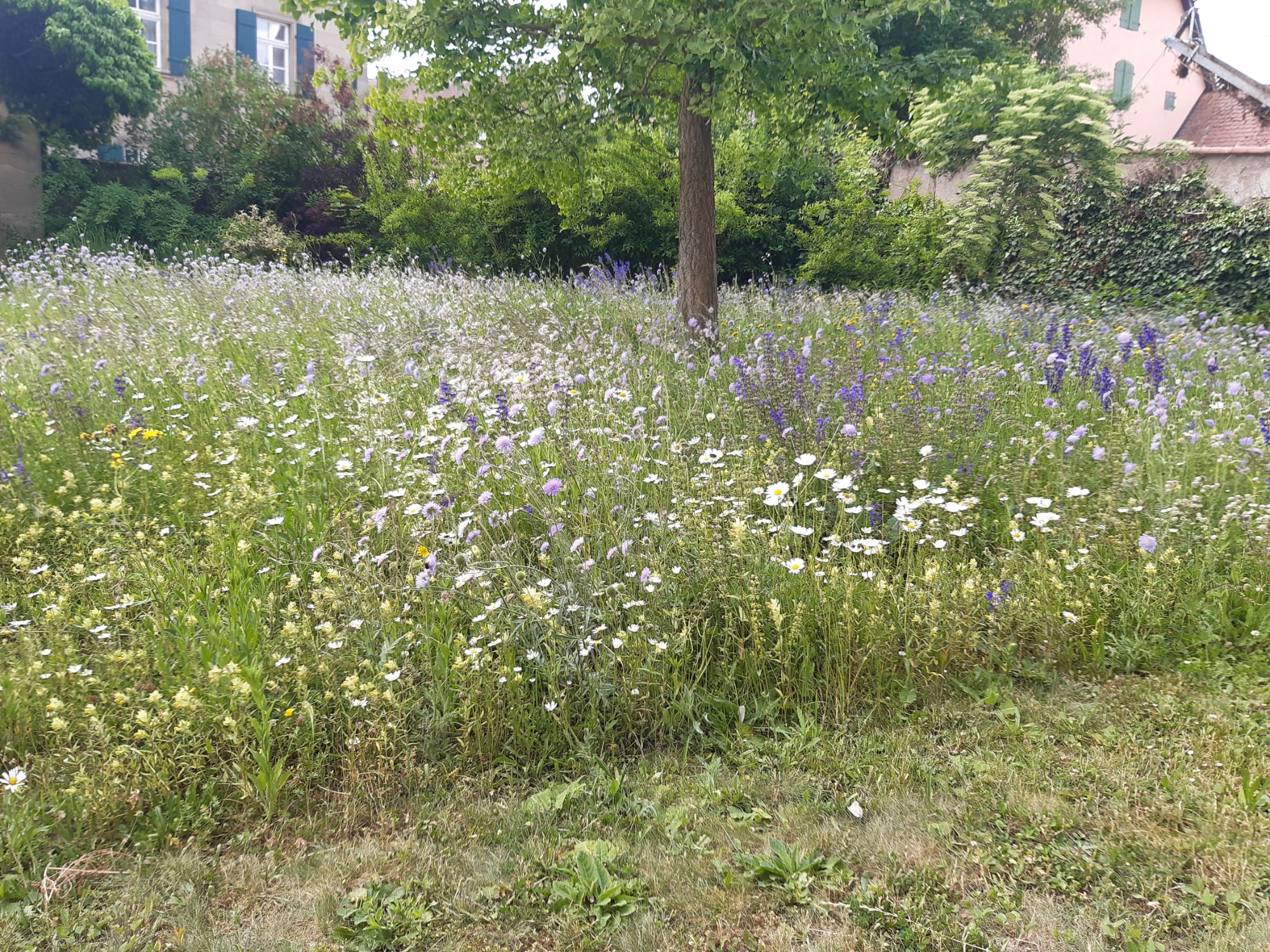 Blumenwiese