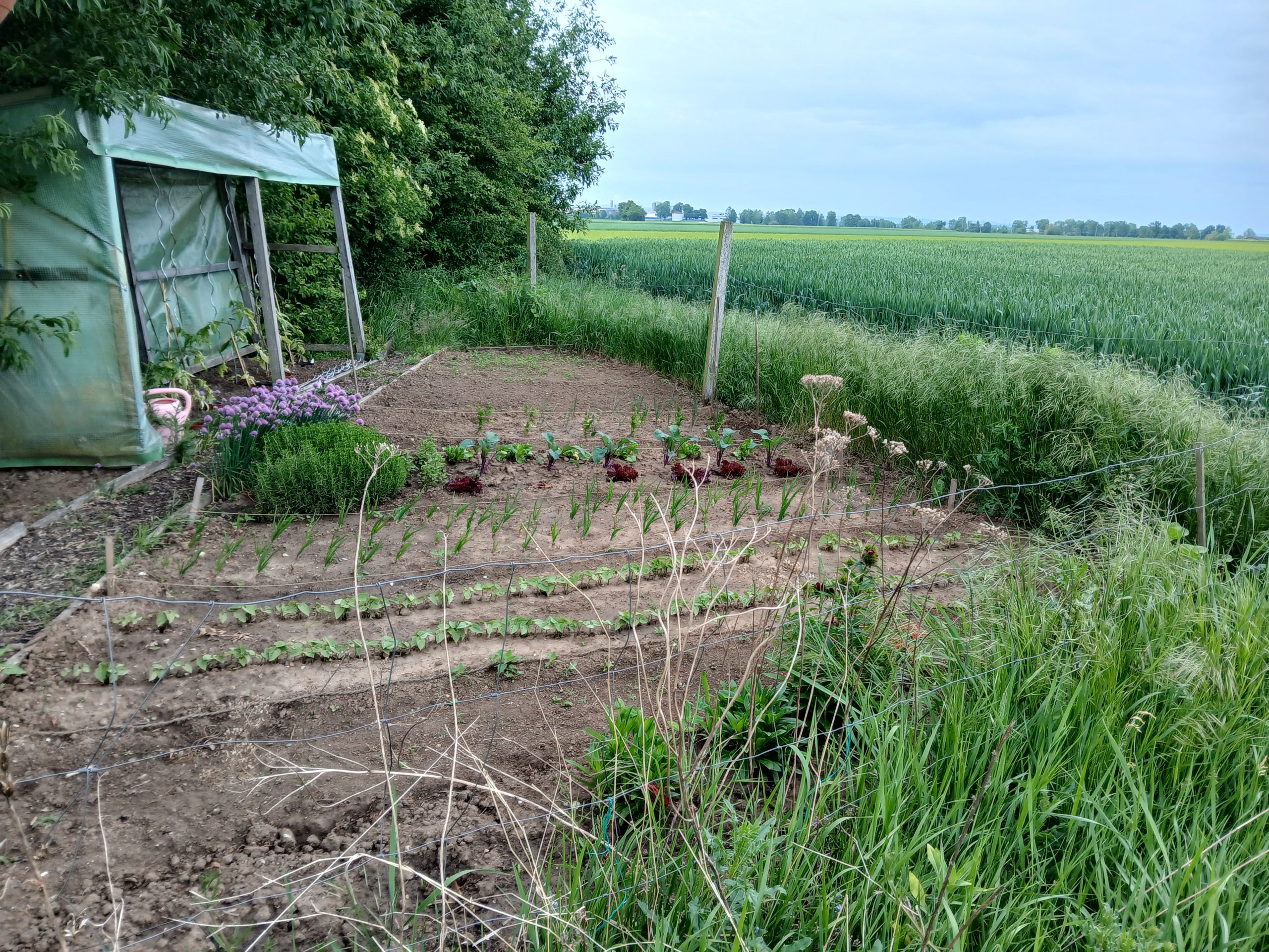 Gemüsegarten