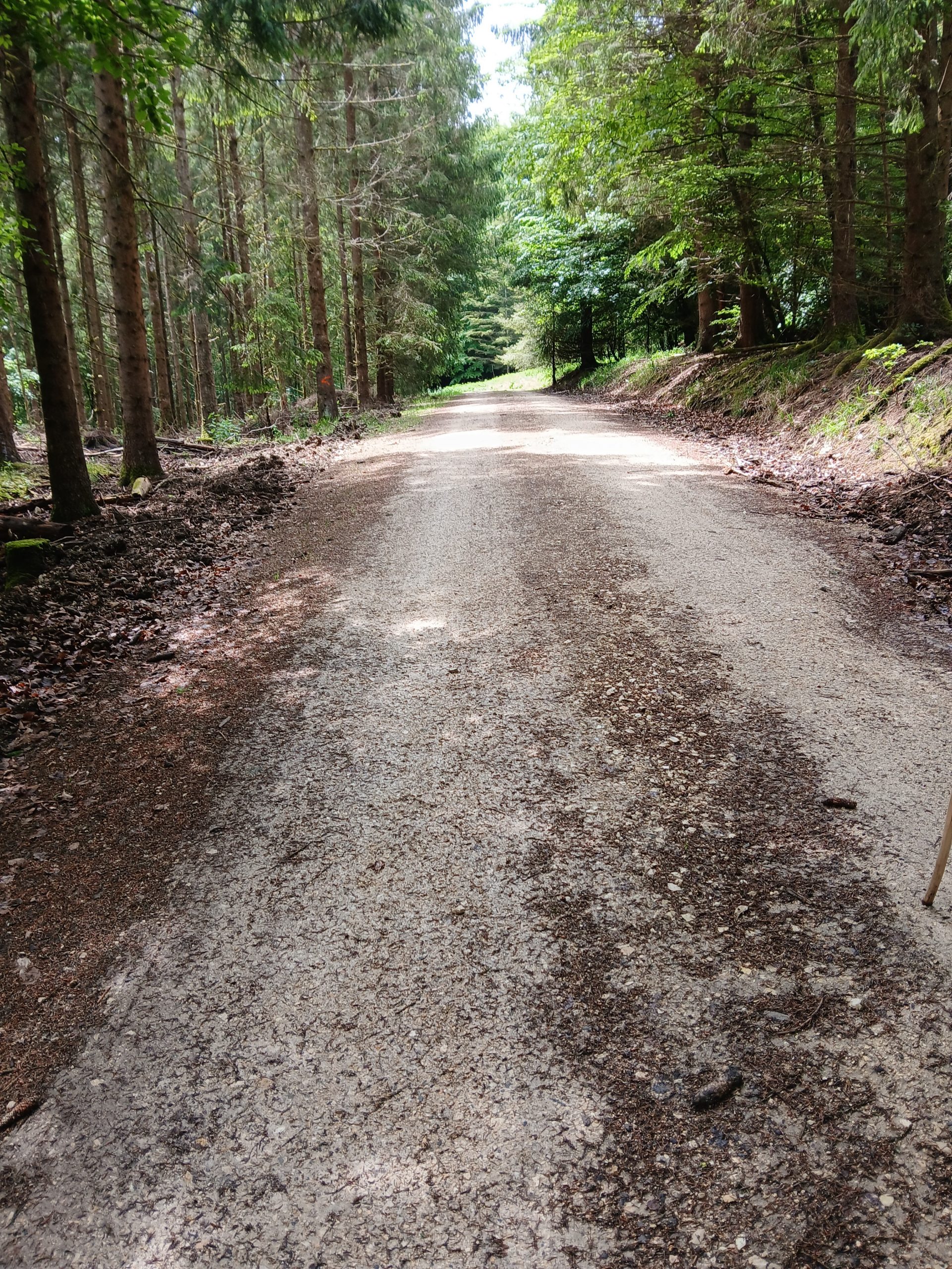 Waldweg