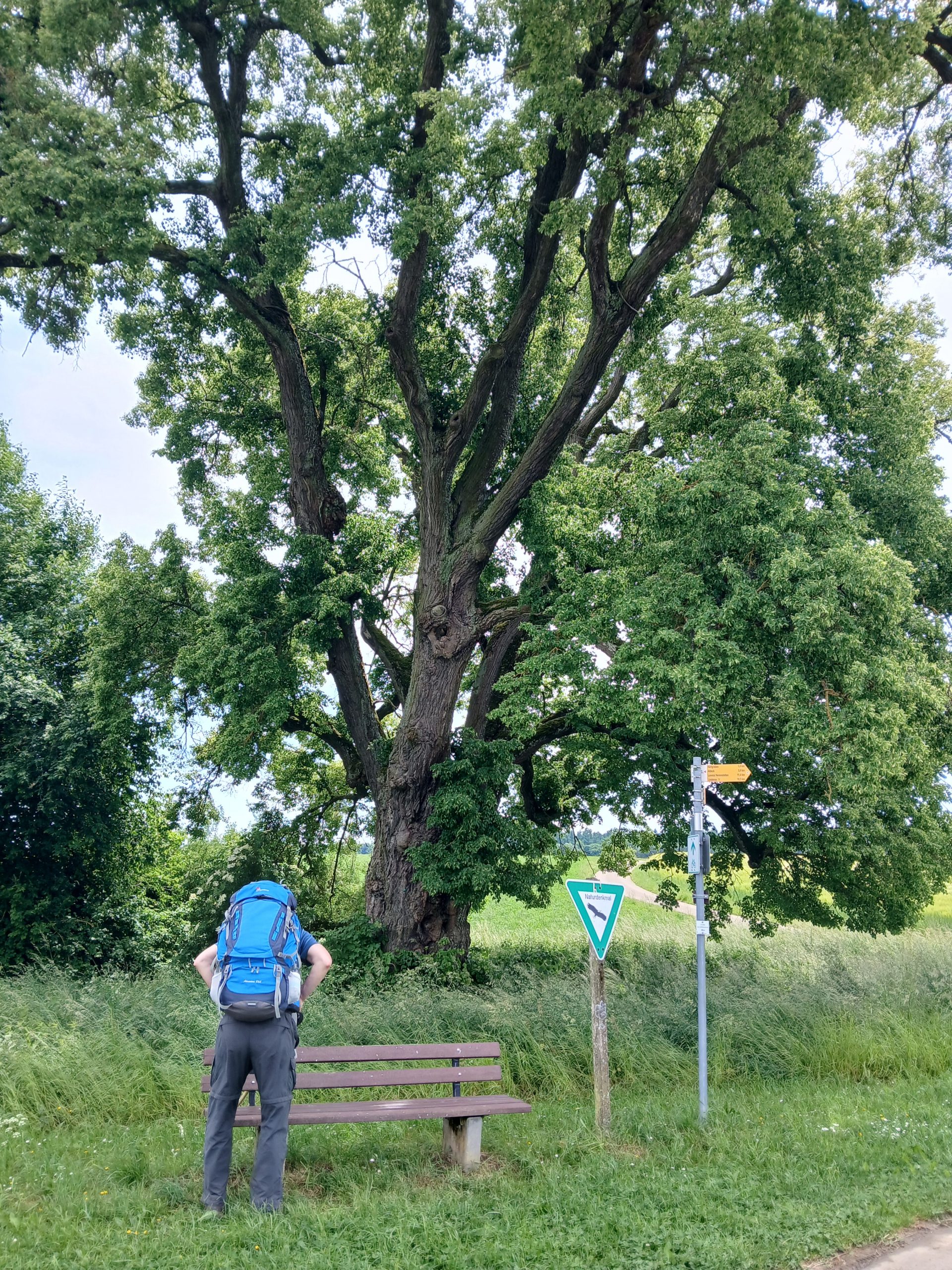 alte Linde