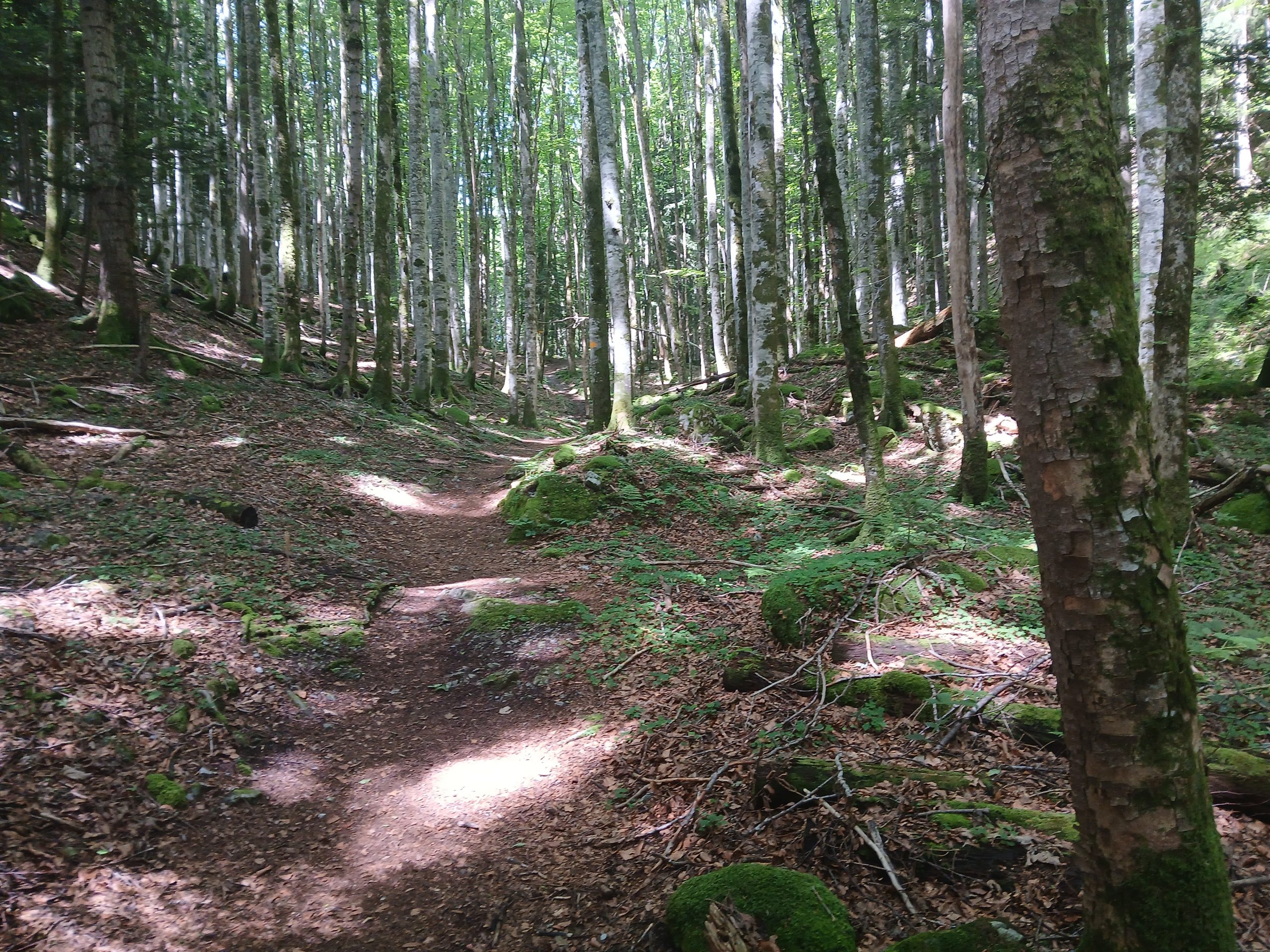 Urwald