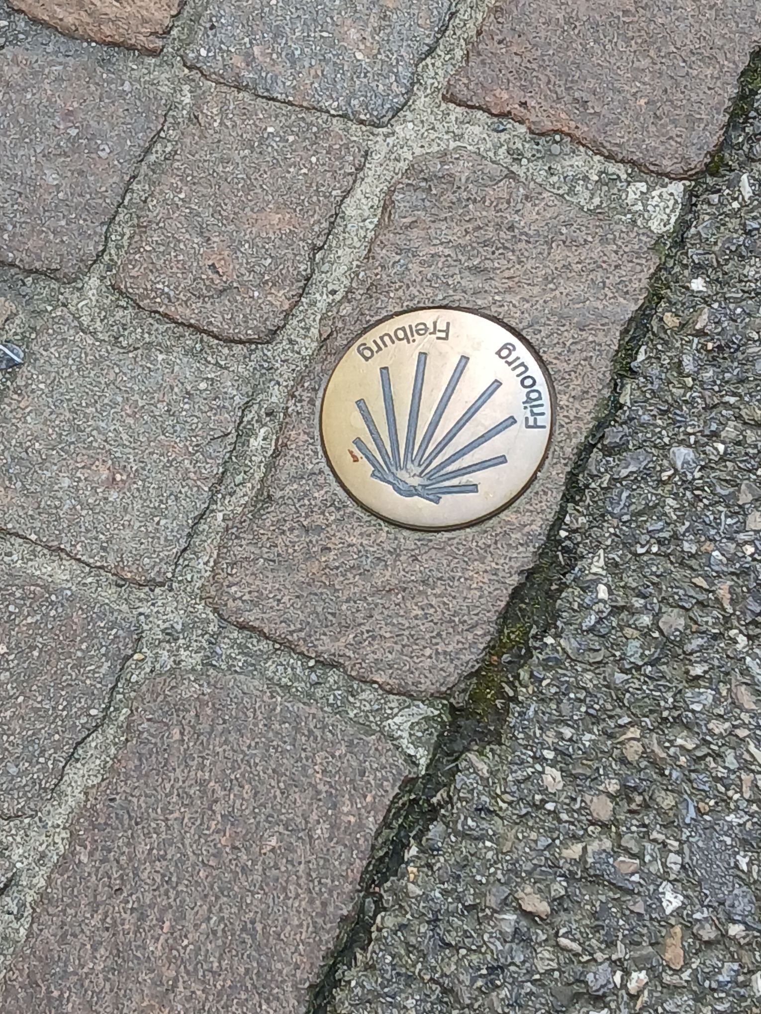 Pilgermuschel